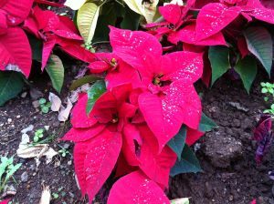 The Poinsettia Plant in Tenerife