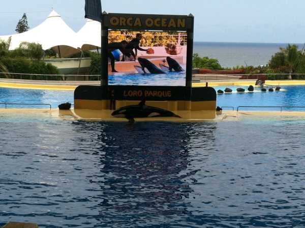 Baby Orca Dies at Loro Parque