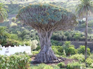 The Dragon Tree of Tenerife